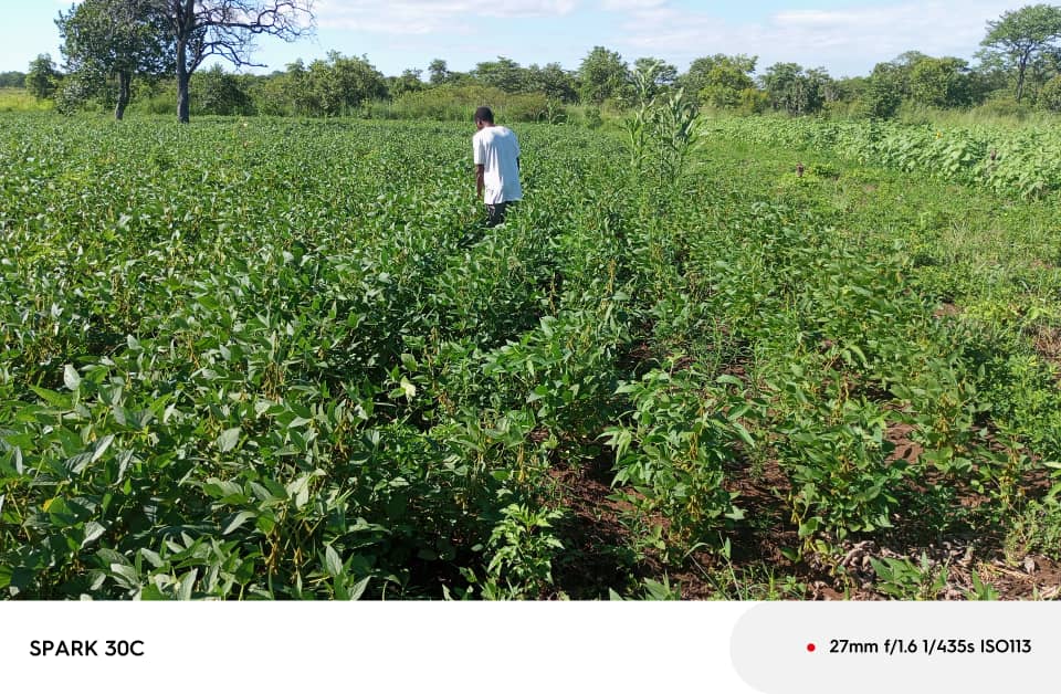 Agricultural field with healthy crops
